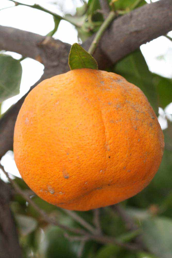            Fruit (Riverside, CA)   